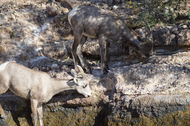 Hunting%2BDesert%2BBighorn%2BSheep%2BIn%2BArizona%2Bwith%2Bguides%2BColburn%2Band%2BScott%2BOutfitters%2BJay%2BScott%2Band%2BDarr%2BColburn%2B8.JPG