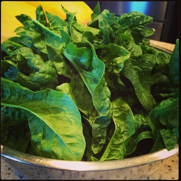 Gross Farms Harvest Monday First Spinach