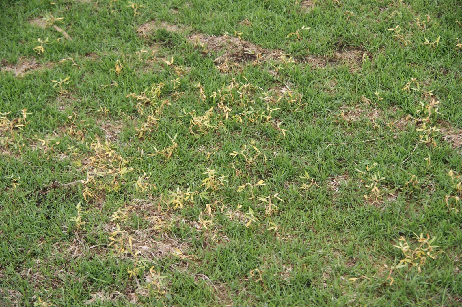 AboveCapricorn Zoysia Seed To Develop a New Sports Oval Part 2 Seedlings at Four Weeks from