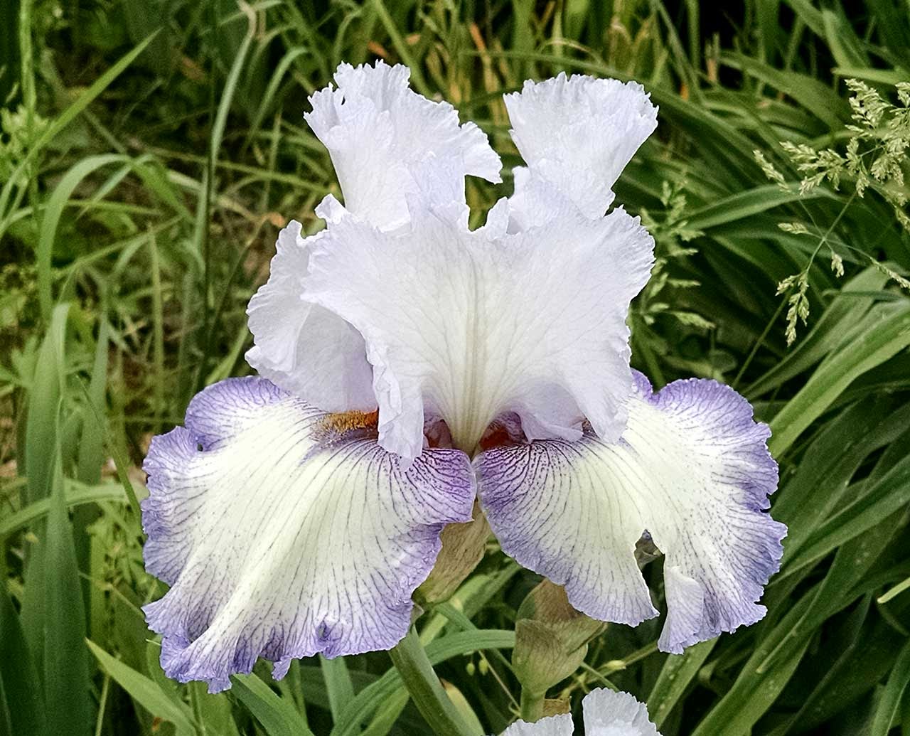 Poppular Photography Frilly WhitePurple Iris
