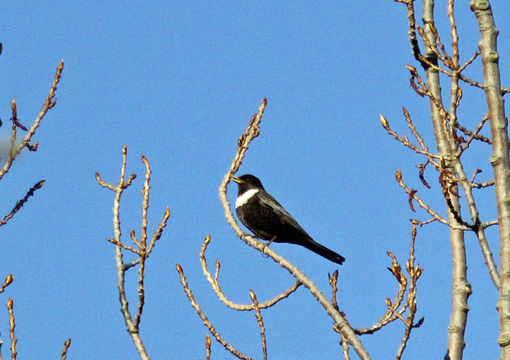 Ring Ouzel Song Recording Ring Ouzel Song Recording