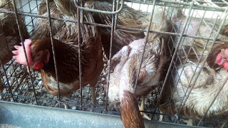 Forced molting chickens