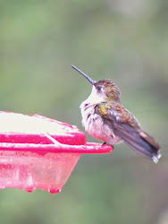 hummingbird throated ruby