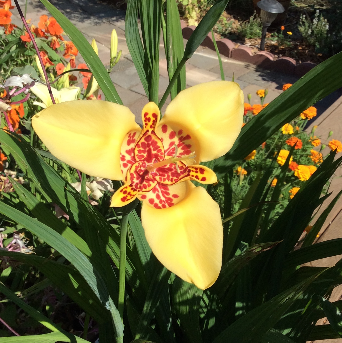 Tigridia: growing and caring for the flowers of the Aztecs Tigridia: growing and caring for the flowers of the Aztecs