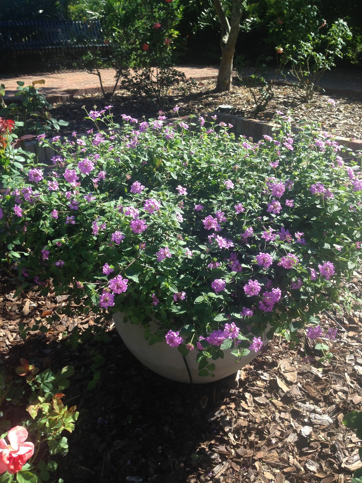 Amy's Creative Pursuits Fall Flowers in Winter Park, Florida