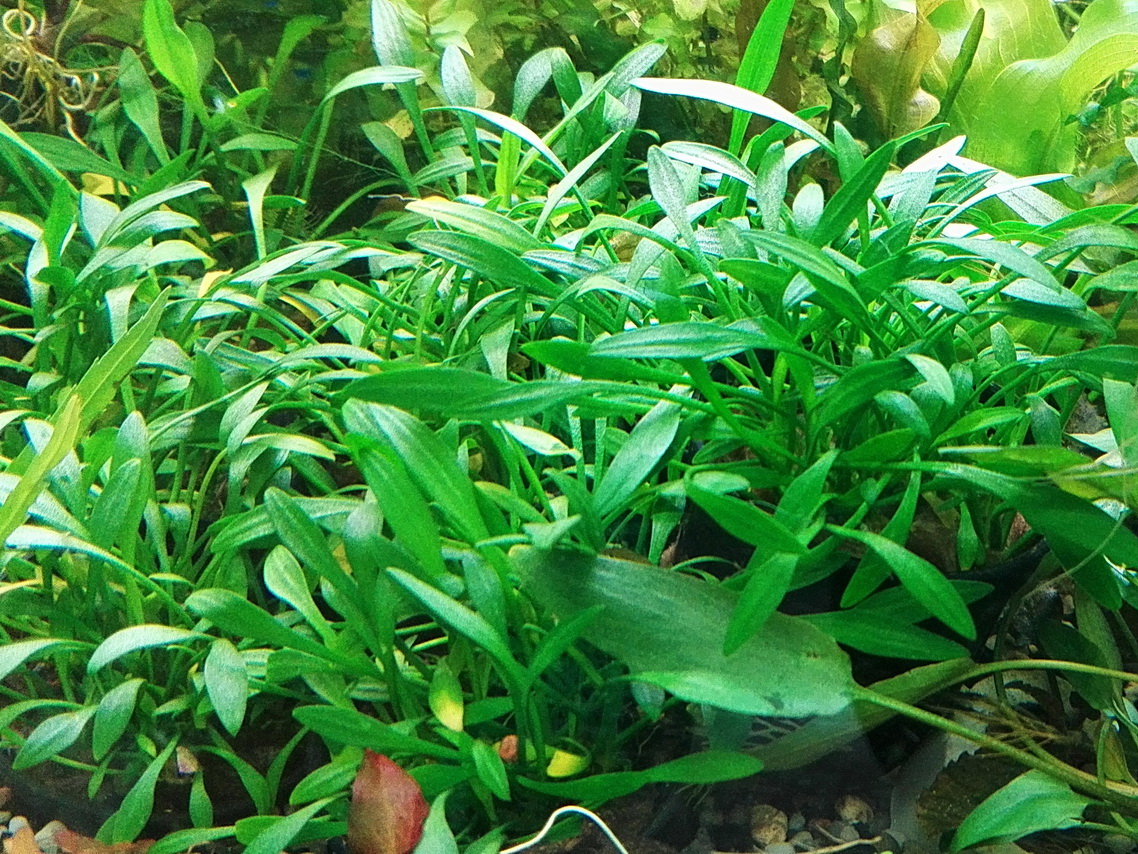 Криптокорина шри ланка Криптокорина шри ланка