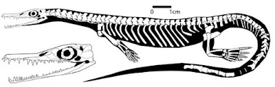 Stereosternum skeleton