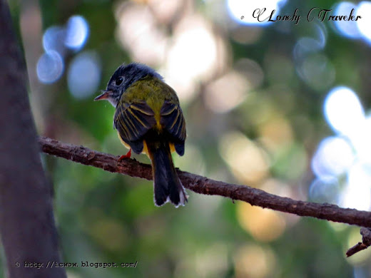 Grey-headed canary-flycatcher - Culicicapa ceylonensis