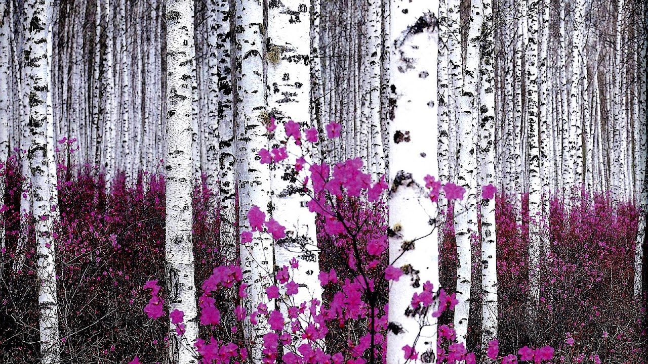 Birch - Purple Birch Tree - Tree Choices