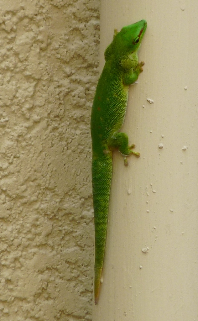 India Lizards mauritius