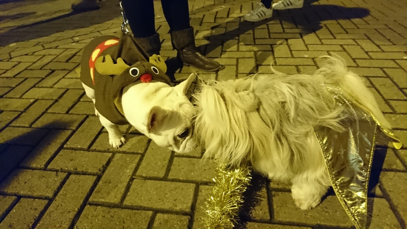 Christmas Pet Parade NewcastleunderLyme Staffordshire Paws
