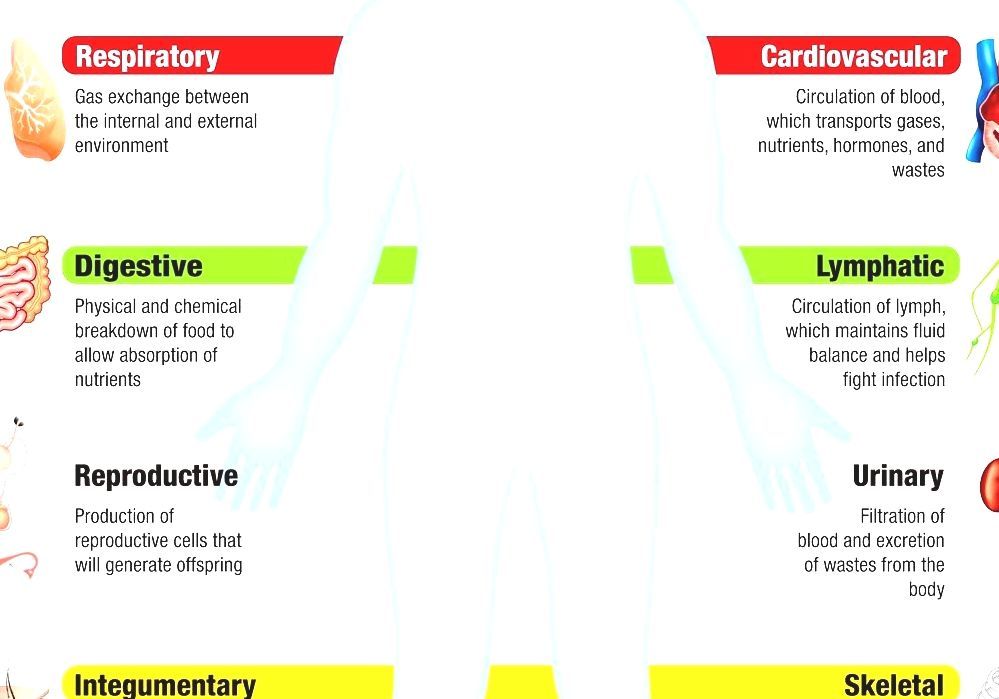 Human Body - 5 Systems Of The Human Body