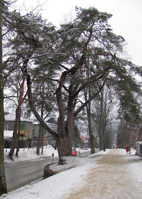 Sosna zwyczajna (Pinus silvestris) - pomnik przyrody.