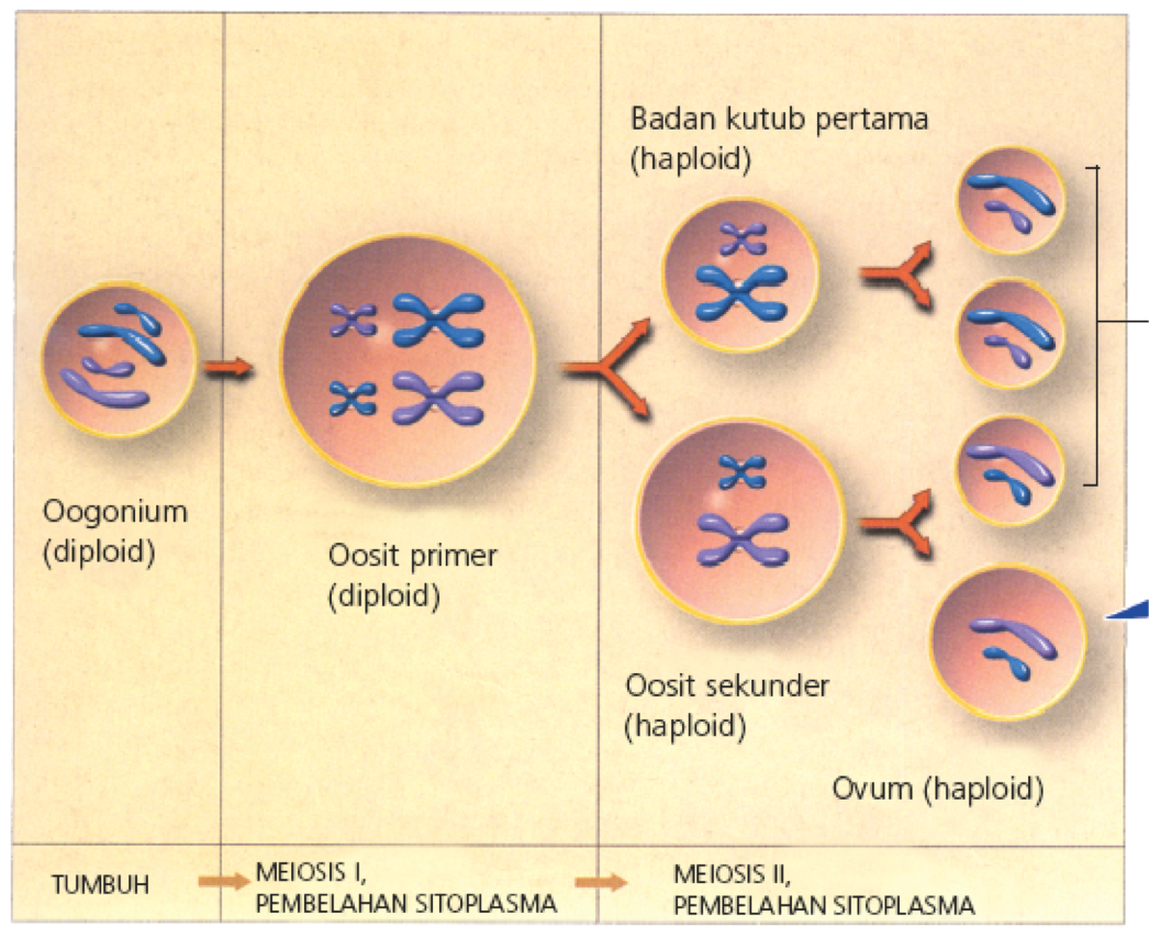 Dokter Dewi Kusumastuti Tahap Tahap Pembelahan Sel Mitosis Dan Meiosis