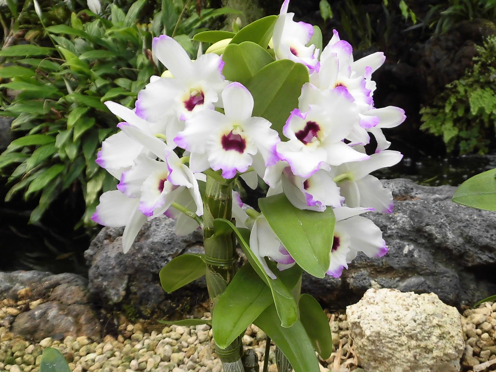 60歳で無職の優雅な日々: デンドロビウム・ラブメモリー・フィズ Dendrobium Love Memory‘Fizz’