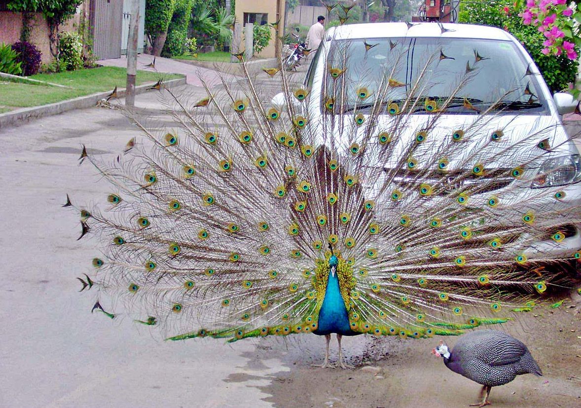 Animal Zoo Life Peacock the Peacock peacocks Birds peacock Uk peacock Animal Zoo Life Peacock the Peacock peacocks Birds peacock Uk peacock