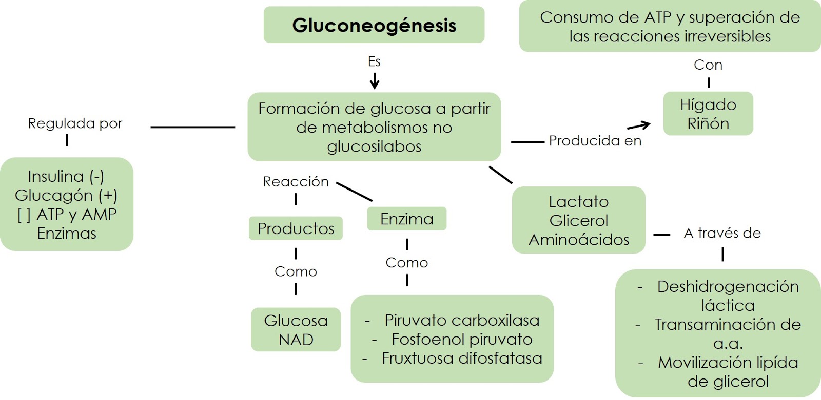 Mapa Conceptual Sobre El Metabolismo De Los Carbohidratos Mapa Images