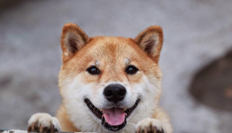 Meet+Maru,+The+Smiliest+Dog+In+Japan+6.j