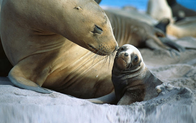 Wallpaper with father or mother seal and his young