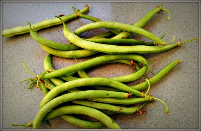 Judía verde, legumbre pero también hortaliza - La Garbancita Ecológica