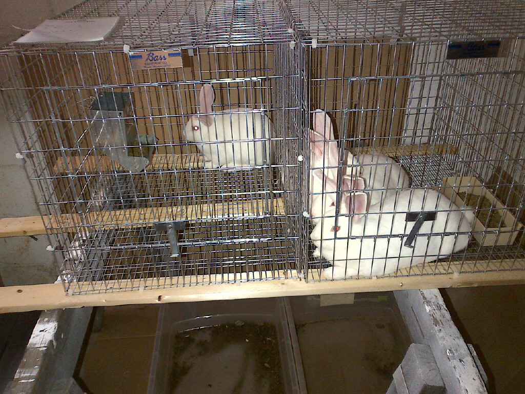 Koralewski Family New Zealand Rabbits are Here!