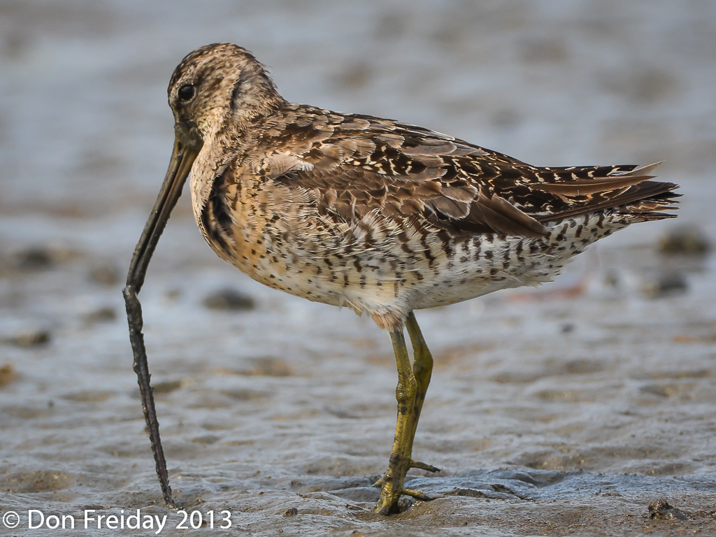 The Freiday Bird Blog Mud