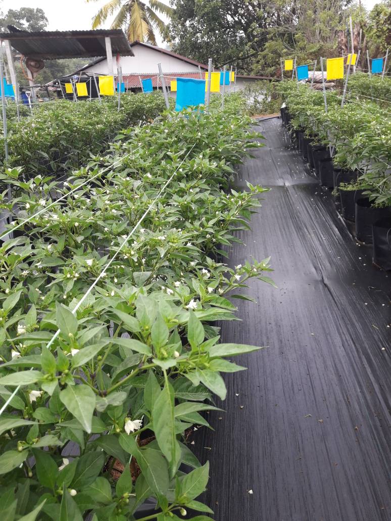 Zikir Pokok Kelebihan Dan Kekurangan Sistem Fertigasi