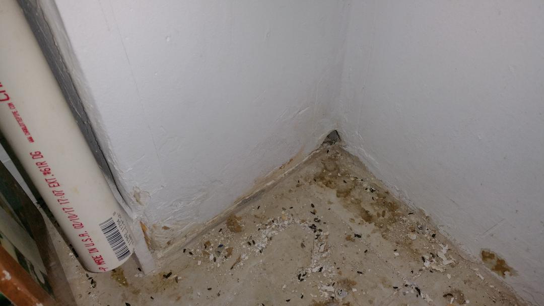 EM Pest Control How To Get Rid Of Mice