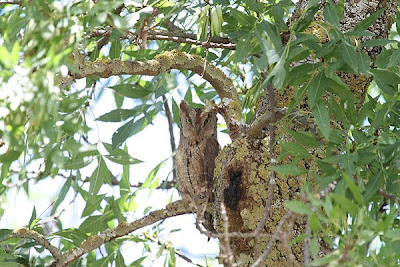 Scops Owl