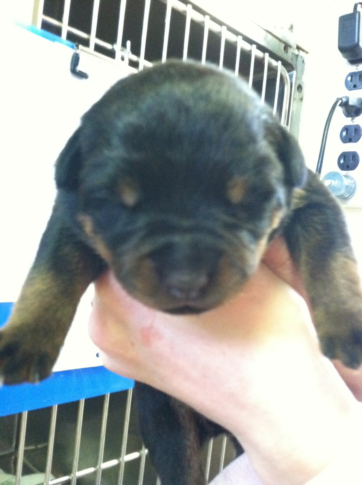 tail docking vets near me