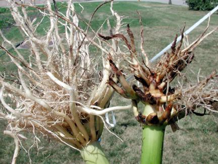It's a bug's life: More corn rootworm pressure this year?