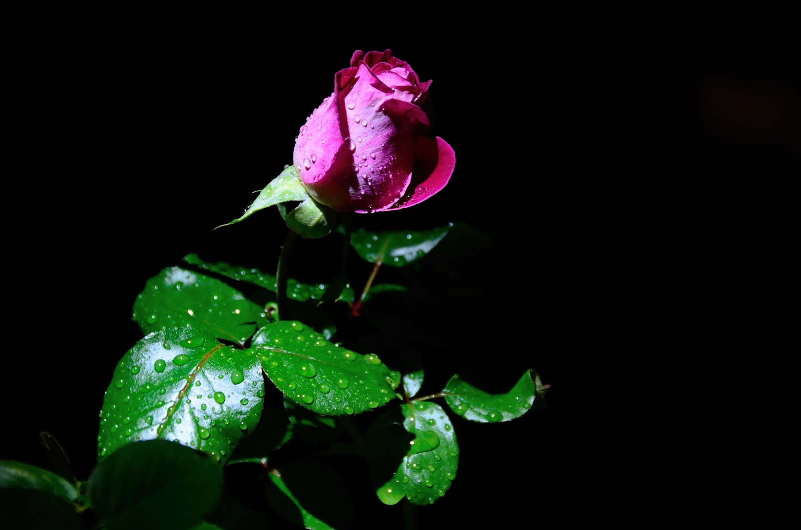 PAYASO_32091.JPG