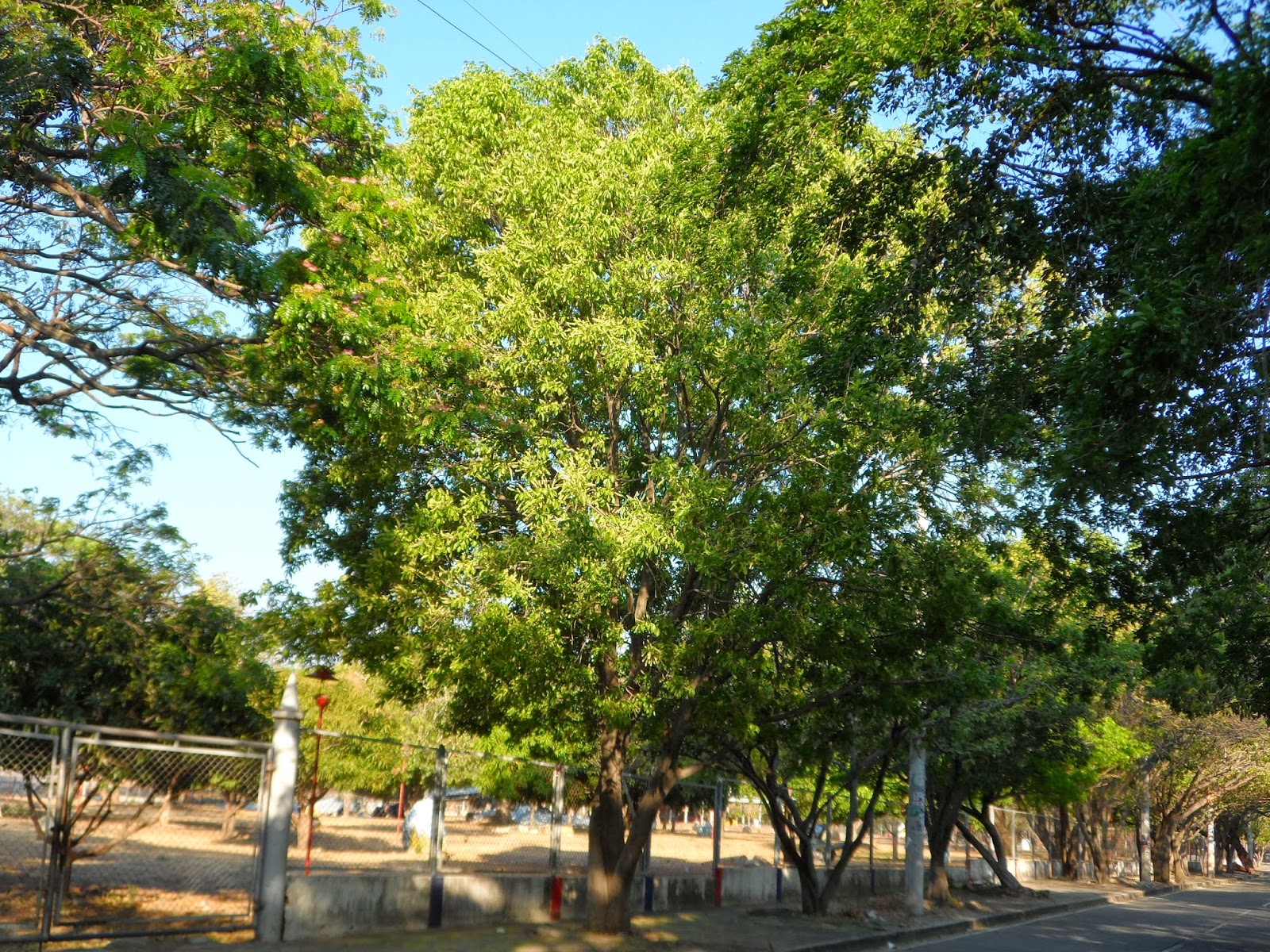 Ernesto Guerra: Árbol de mamón y su exquisito fruto, en Valledupar