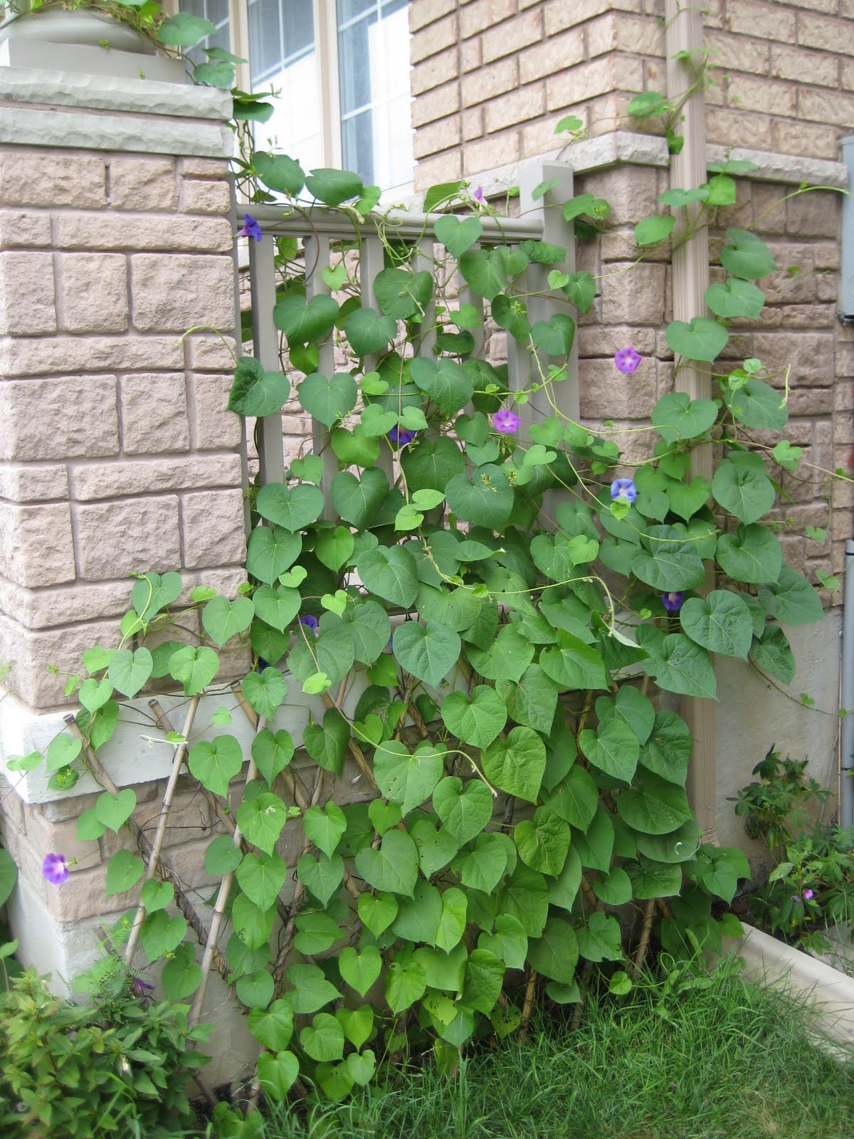 FLOWERING VINES ON LATTICE, ON LATTICE VINES FLOWERING, flowering vines