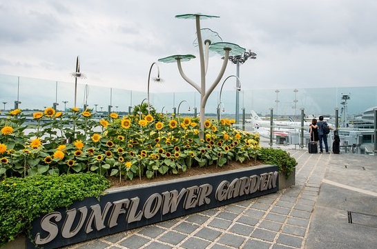 Sun Flower Garden Medan, Tempat Wisata di Sumatera Utara Yang Belum Banyak Diketahui, Tempat Wisata di Medan Yang Gratis, Tempat Wisata Ala Jepang di Medan, wisata medan