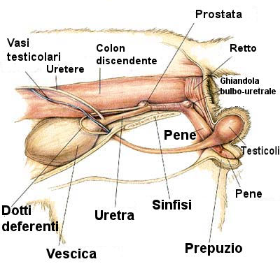 pene maschile organi genitali femminili