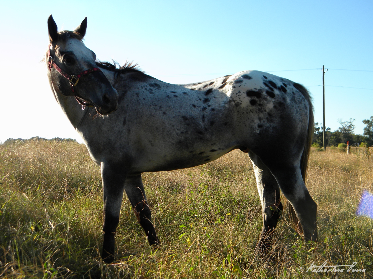 Barefoot Appaloosa Studios