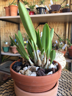 , Laelia Crispilabia, diarid'orchidee