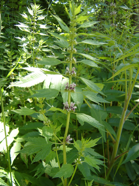 Motherwort plant