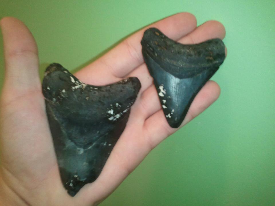 Dive Venice Florida How To Clean Sharks Teeth dive-venice-florida-how-to-clean-sharks-teeth