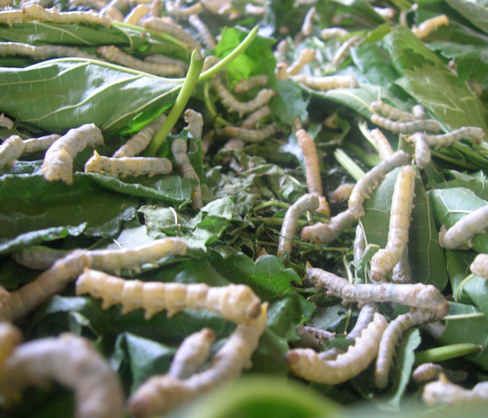 Victoria's English Blog ) Silkworms