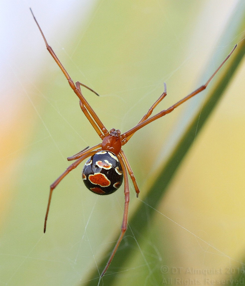 К чему снятся большие пауки во сне. Latrodectus bishopi. Latrodectus bishopi паук. Latrodectus bishopi Red Widow. Черная вдова паук.