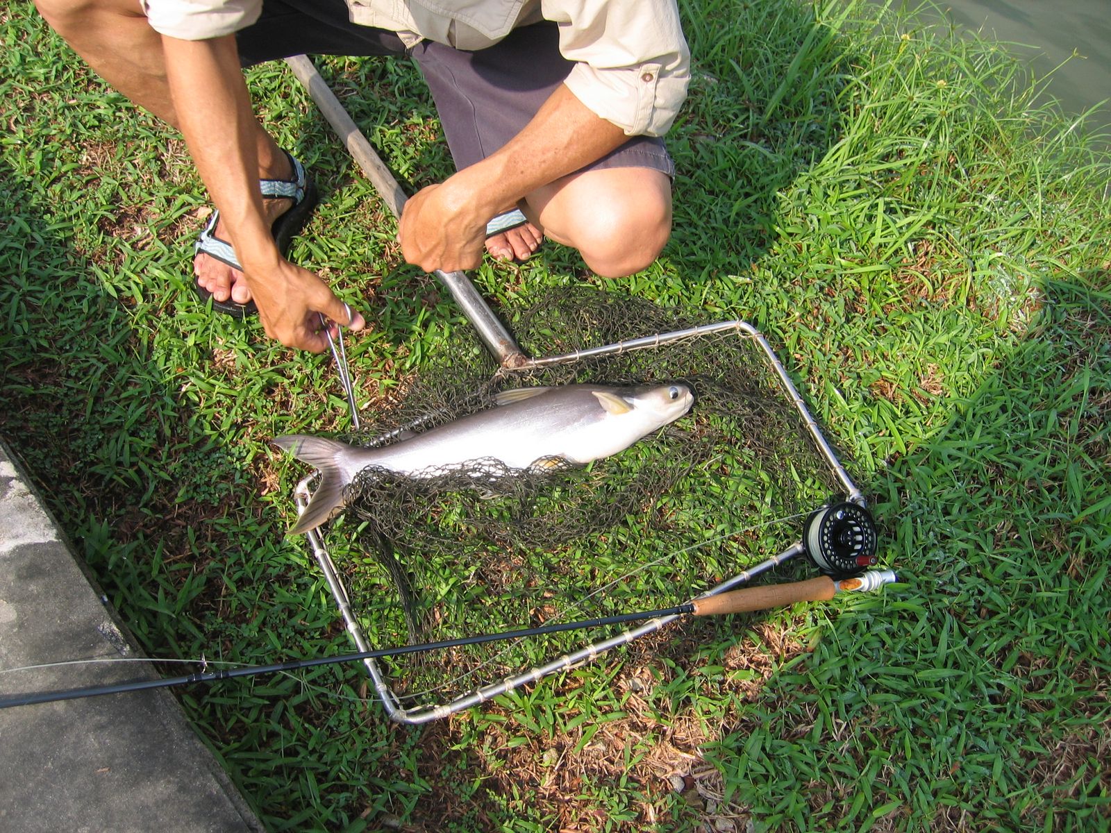 Fly Fishing Journal Yishun Bottle Tree Park