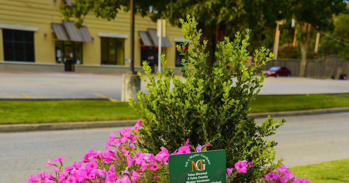 Ask A Master Gardener Oklahoma Proven Selections for 2018