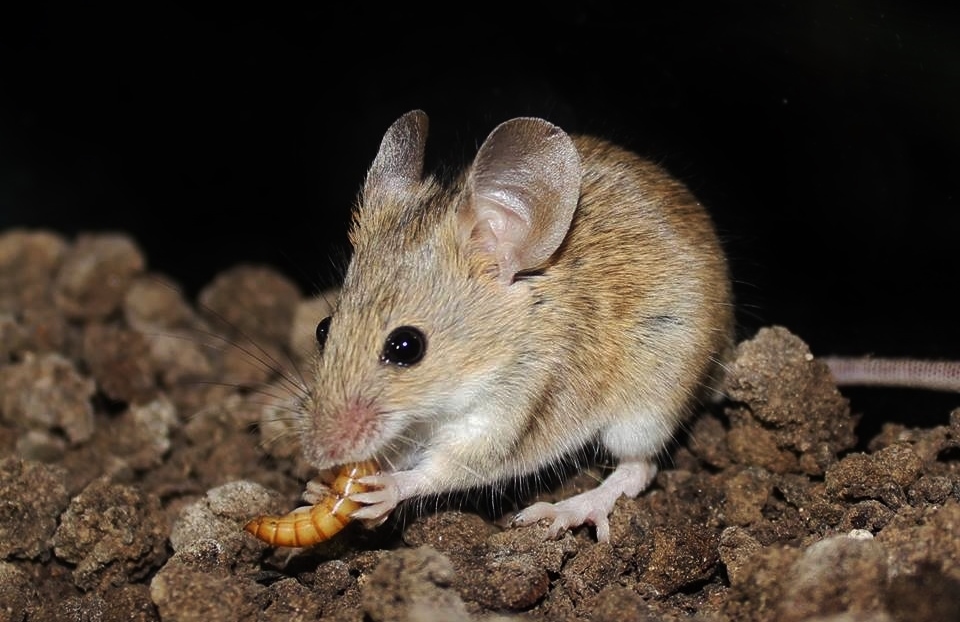 Мыши николаев. Mus musculus домовая мышь. Домовая мышь mus musculus Linnaeus. Домовая полёвки. Мышь полевка и мышь домовая.