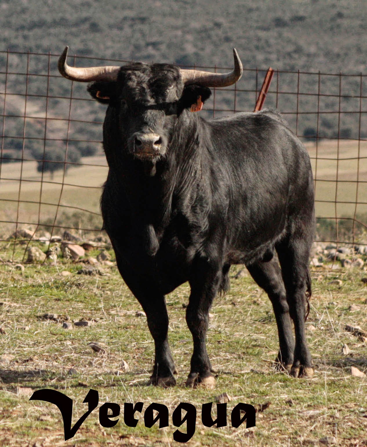 Encastes Bravos Fidel San Román reducto de villamarta