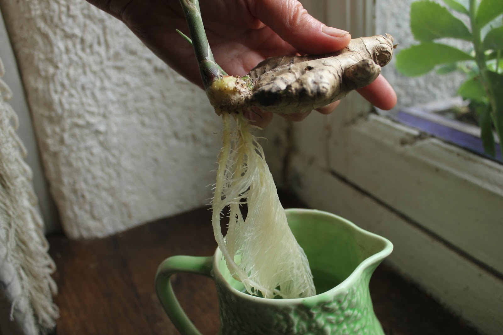 How to grow your own organic turmeric and ginger in a cold climate for