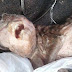 Cabra nasce com rosto humano e moradores são acusados de terem mantido relações com a mãe do animal