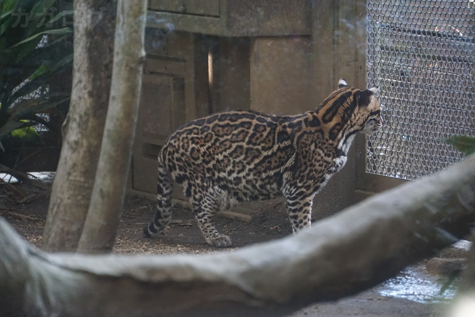 カガログ 3月 17