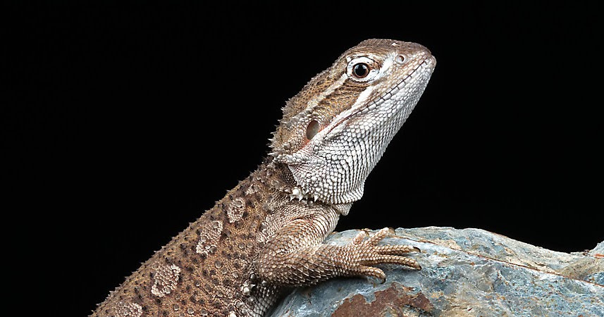 red monster morph bearded dragon